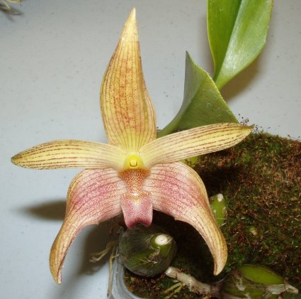 Bulbophyllum Jan Ragan