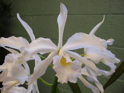 Laelia purpurata var alba