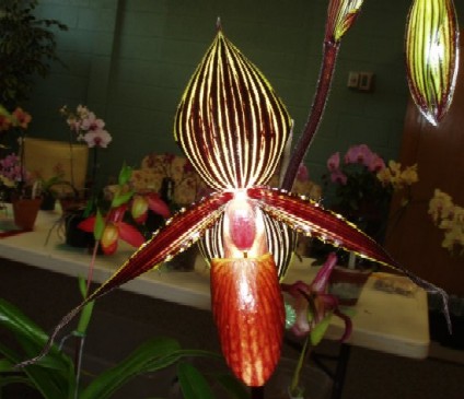 Paphiopedilum William Ambler